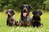 BEAUCERON - ADULTS and PUPPIES 047